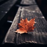 Plakat 90x90cm Pojedynczy Liść