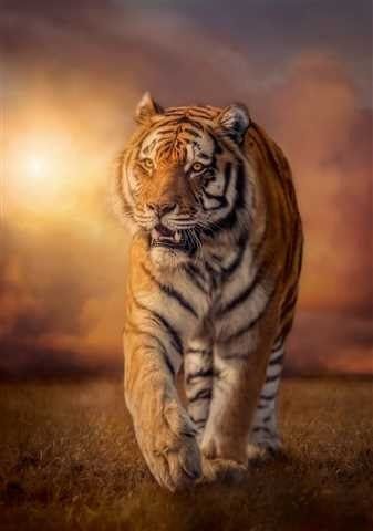 1500 elementów High Quality Tiger na Arena.pl
