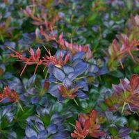 Berberys pośredni 'Red Jewel' (Berberis ×media) Doniczka 2.0L