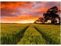 50X70CM FAR FAR AWAY JONATHAN COMBE OBRAZ POKOJU DREWNINE