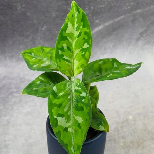 Aglaonema pictum TRICOLOR kolekcjonerska OCIEPLACZ GRATIS D6cm na Arena.pl