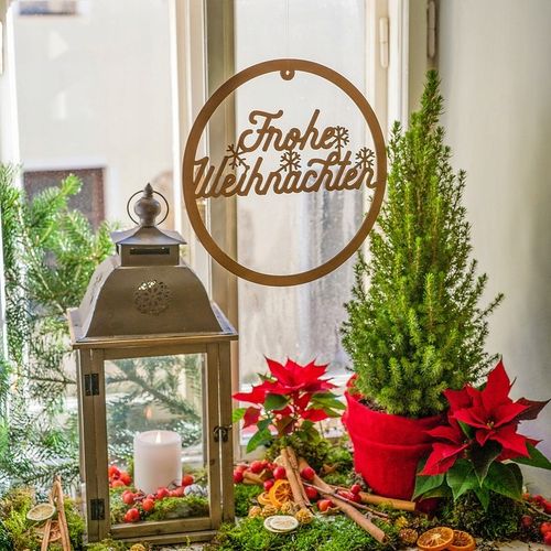 ŚWIERK CONICA ŁADNA CHOINECZKA DO DOMU I OGRODU CAŁOROCZNA SADZONKA W DONIC na Arena.pl