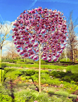 MAGNOLIA  SUSAN - sadzonki 40 / 60 cm