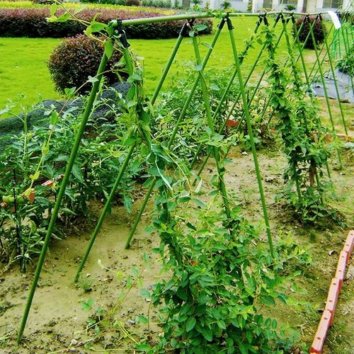 Podpora z siatką do ogórków i pomidorów 180 cm - Stelaż do roślin pnących na Arena.pl