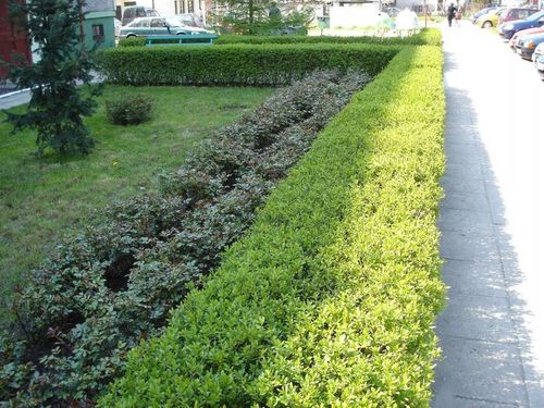 Ligustr pospolity - Liguster - Żywopłot -- 20-50cm --- 100szt. na Arena.pl