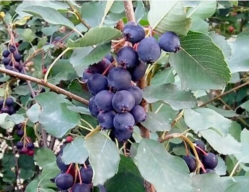 ŚWIDOŚLIWA - sadzonki 20 / 30 cm na Arena.pl