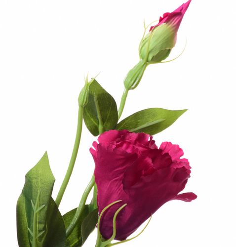 Eustoma fuksja na Arena.pl