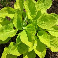 Funkia Hosta 'Golden Waffles' Doniczka 2.0L Żółte Złote liście