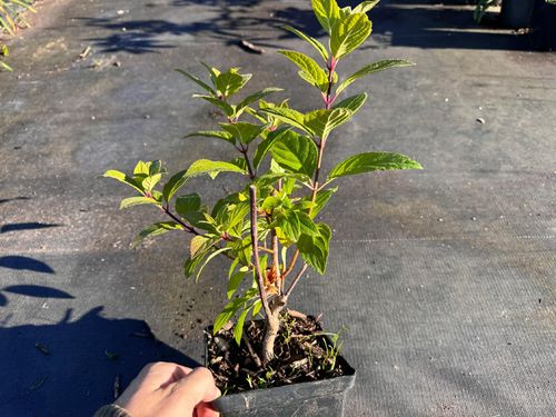Hortensja bukietowa 'Grandiflora' (Hydrangea paniculata) Doniczka 2.0L na Arena.pl