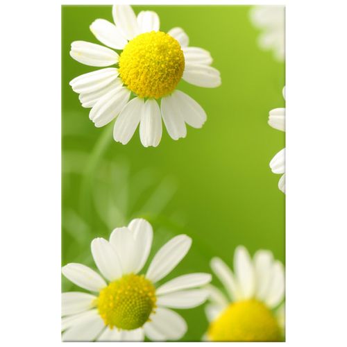 Obraz Tryptyk 20X30 Rumianek na Arena.pl