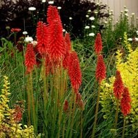 Trytoma REDHOT POPSICLE Czerwona Płonąca pochodnia Sadzonki w doniczkach 1L