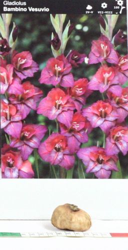 Mieczyk Gladiolus Bambino Vesuvio na Arena.pl