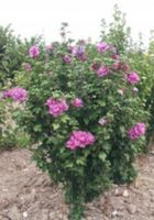 KETMIA SYRYJSKA Sanchoyo - sadzonki w doniczkach