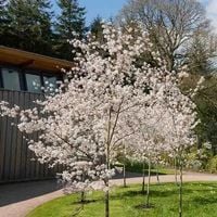 ŚWIDOŚLIWA szczepiona na pniu - sadzonki 100 / 120 cm