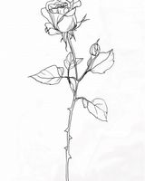 Plakat 40x50cm Kontur Róży