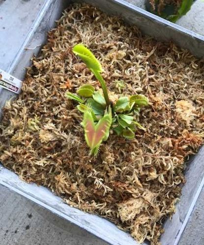 Podłoże do storczyka 100g Spagmoss sphagnum mech torfowiec na Arena.pl