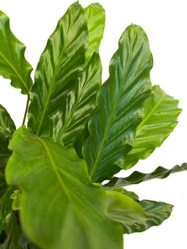 CALATHEA KALATEA MIROSHA 60 cm na Arena.pl