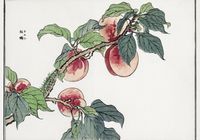 Plakat 66,5x46,5cm Gąsienica na Drzewie Morimoto Toko Japoński Vintage do S