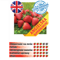 WCZESNA TRUSKAWKA odmiana VIBRANT, 10 szt. sadzonek ukorzenionych