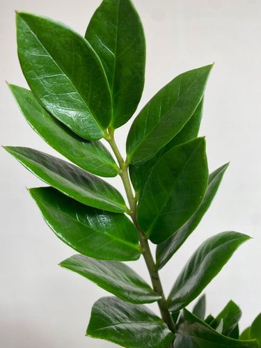 Zamiokulkas prosta w uprawie Zamikulkas 30cm na Arena.pl