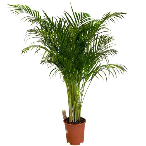 PALMA AREKA (ARECA) 160 cm na Arena.pl