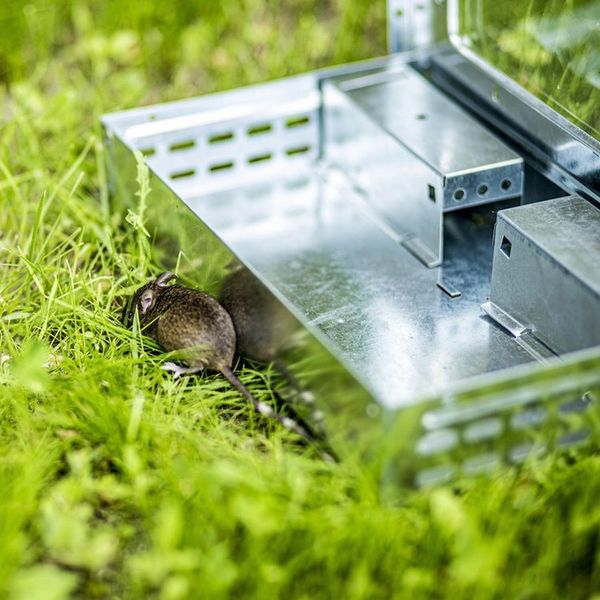 Pułapka Na Myszy Szczury Gryzonie Łapka Żywołapka Myszołapka Humanitarna zdjęcie 12