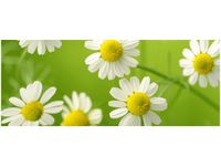 100X40CM RUMIANEK OBRAZ DREWNO