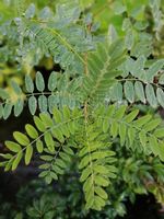 Amorfa krzewiasta Indygowiec egzotyka owadobójcza