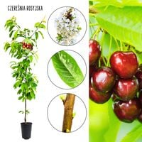 Czereśnia Rosyjska mrozoodporna najlepsza czereśnia 180-220 cm