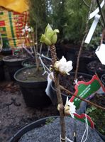 Wawrzynek wilczełyko odm. biała - Daphne mezereum f.alba