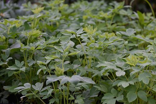 Serduszka okazała Alba - Dicentra spectabilis na Arena.pl