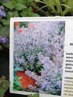 Kocimiętka Fassena Purrsian Blue miododajna