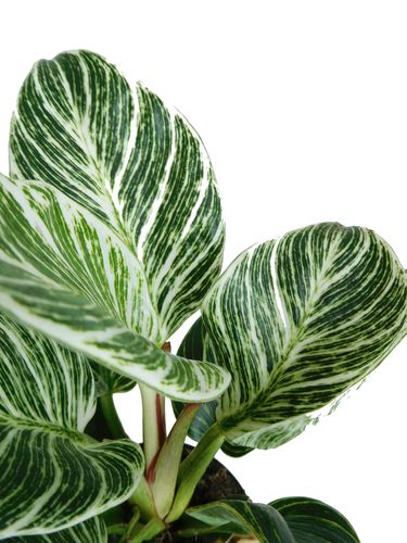 FILODENDRON  WHITE MEASURE 20cm na Arena.pl