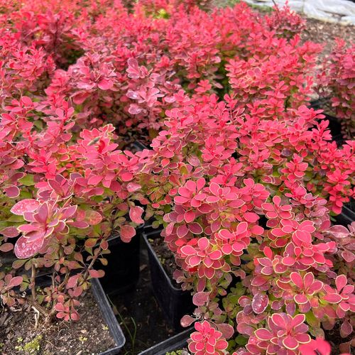 Berberys Thunberga 'Ruby Star' (Berberis thunbergii) Doniczka 2.0L na Arena.pl
