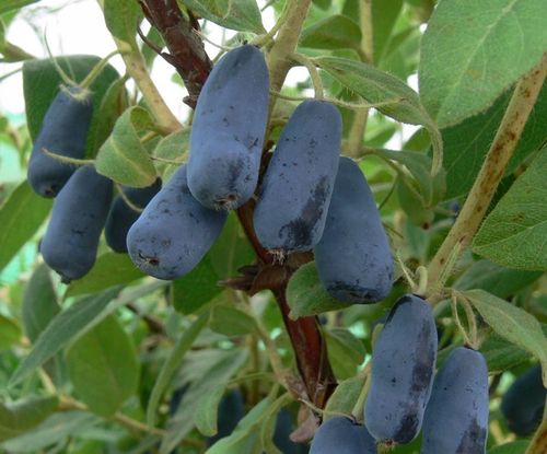 JAGODA kamczacka SUPER PAKIET 2xWojtek+1xZojka SMACZNE ZDROWE OWOCE na Arena.pl