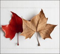 Tło do fotografii produktowej kulinarnej Flat Lay