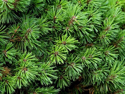 Sosna kosodrzewina Mini Mops C3 na Arena.pl