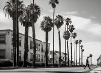 Plakat 55x40cm Spacer w Cieniu Palm