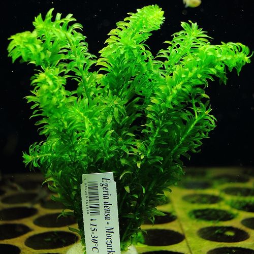 Moczarka Argentyńska Rośliny do akwarium ŁATWA na Arena.pl