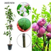 Jabłoń Spartan odporna chrupiące owoce 100-150 cm