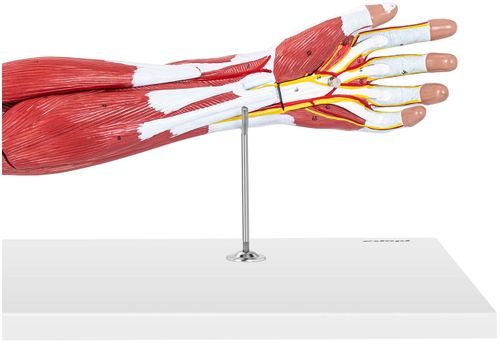 Ramię - model anatomiczny Physa PHY-AM-1 na Arena.pl