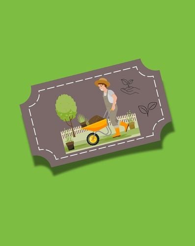 Śliwa RENKLODA ULENA polecana ODMIANA SAMOPYLNA duże PYSZNE DUŻE OWOCE na Arena.pl