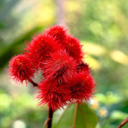 Olej rycynowy NIERAFINOWANY tłoczony na zimno 1L INDIE + POMPKA na Arena.pl