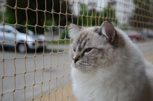 ZESTAW SIATKA NA BALKON 4x3 DLA KOTA Z DRUCIKIEM PREMIUM 110g BEZ WIERCENIA na Arena.pl