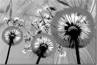 100 70CM OBRAZ PŁÓTNO DMUCHAWCE CZERNI BIELI PŁÓTNO RAMA