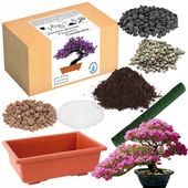 ZESTAW DO UPRAWY DRZEWKA BONSAI PAULOWNIA CESARSKA DRZEWKO OGRÓD JAPOŃSKI