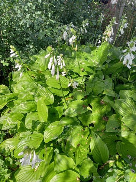Funkia Hosta Byliny Sadzonka zielona zdjęcie 2