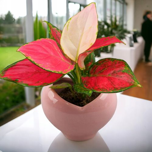 AGLAONEMA Pinky Promise DØ6cm Łatwa w uprawie. Idealna na prezent na Arena.pl
