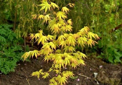 Klon palmowy Orange Dream 40-60cm P9 na Arena.pl