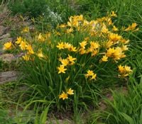 MINI LILIOWIEC Hemerocallis minor - sadzonki w don